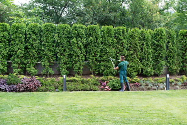 Artificial Turf Installation in Sheridan, CA