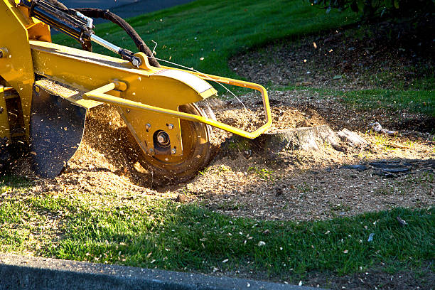 How Our Tree Care Process Works  in  Sheridan, CA