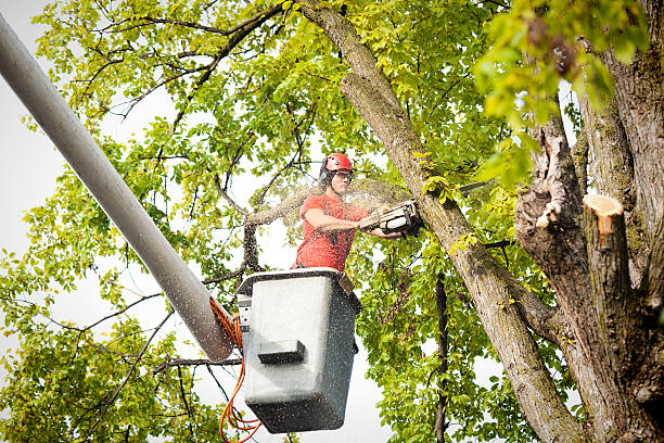 Professional Tree Care  in Sheridan, CA